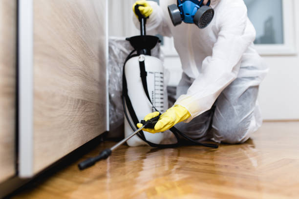 Best Local Pest Control Services  in Mogul, NV