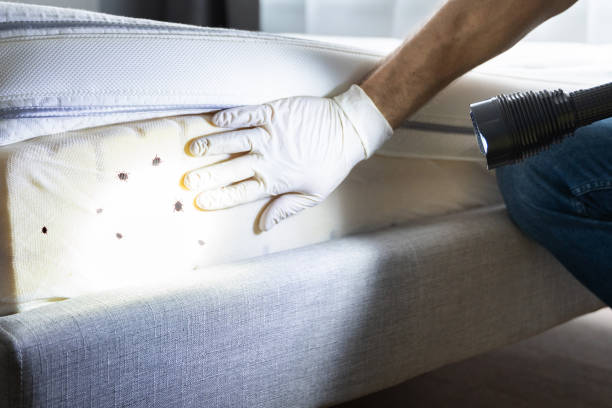 Best Pest Control Near Me  in Mogul, NV