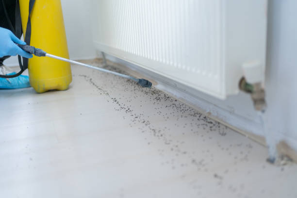 Best Ant Control Services  in Mogul, NV